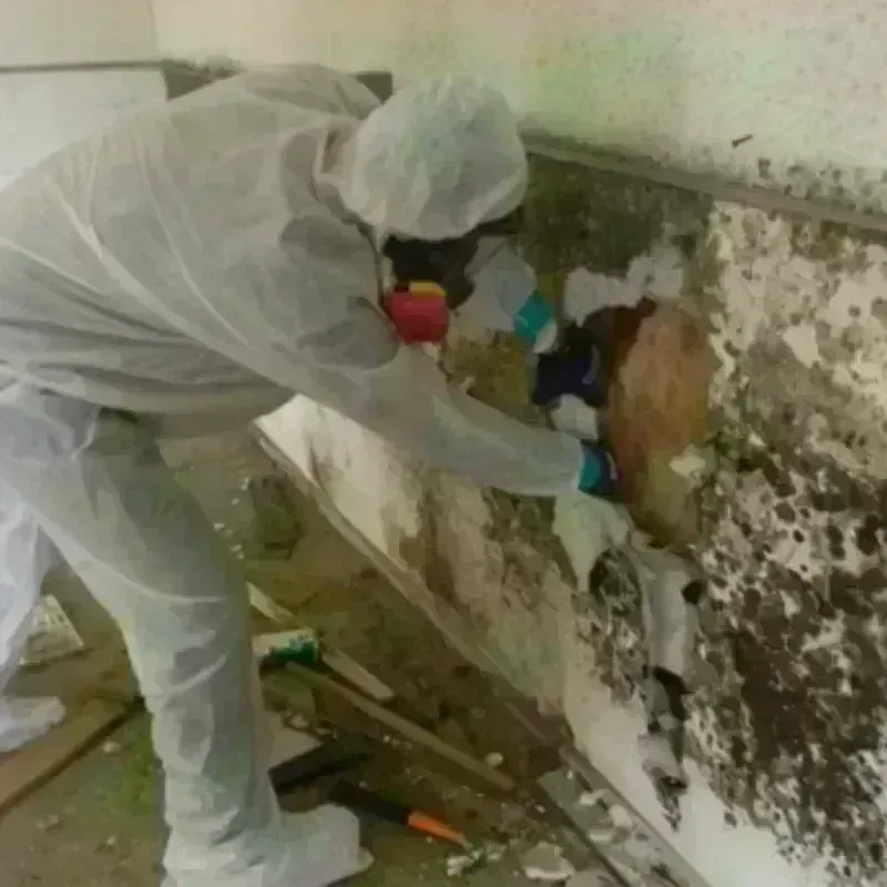 Mold Remediation and Removal in Salem, WI